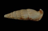 藏品(竹筍蟹守螺)的圖片